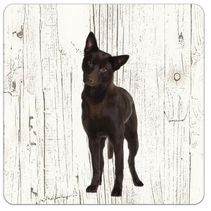 Hond Austrailian Celpie | Houten Onderzetters 6 Stuks