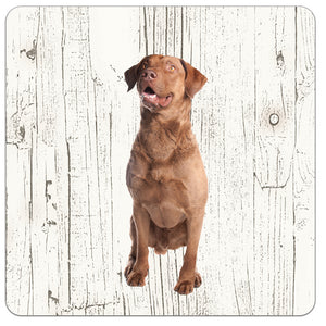 Hond Chesapeake Bay Retriever | Houten Onderzetters 6 Stuks